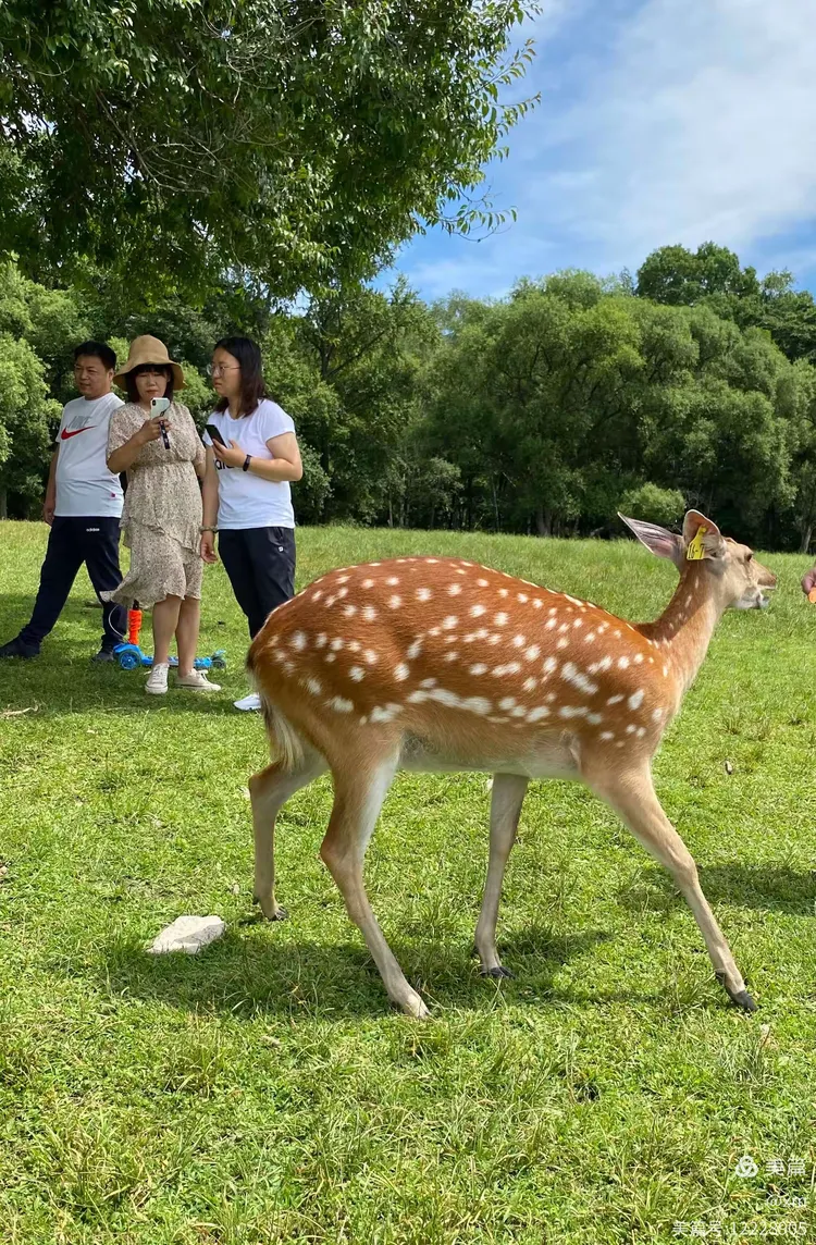 2020.7皇家鹿苑&西泉眼水库&生态园小黄花